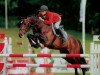 stallion Querida 35 (Oldenburg, 2001, from Quick Star)