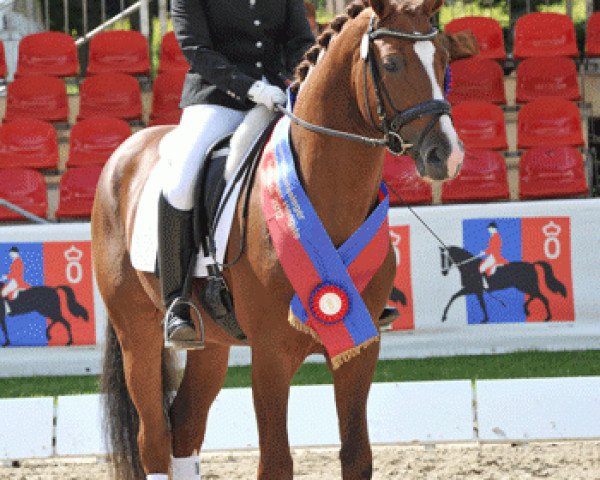 stallion Danzarino OLD (Oldenburg, 2009, from Diamond Hit)