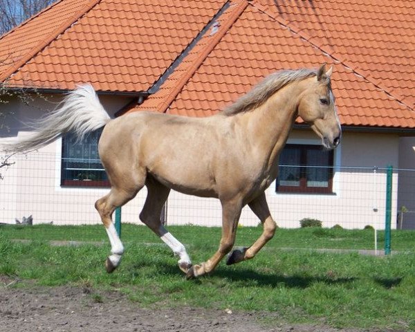stallion Mistral (Kinsky horse, 1996, from Mys xx)