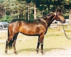 Zuchtstute Bernina V (Trakehner, 1988, von Anduc)