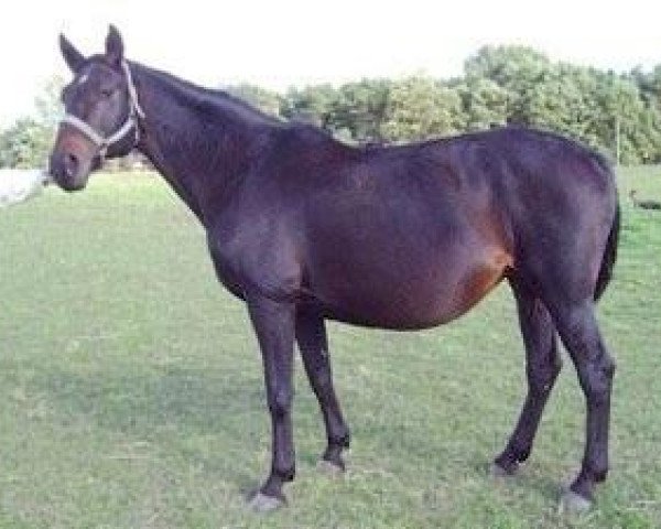 broodmare Boheme (Trakehner, 1992, from Consul)