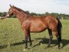 broodmare Baranya (Trakehner, 2002, from Cupric xx)