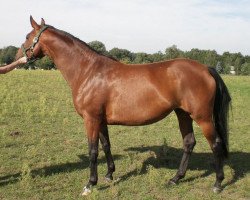 broodmare Baranya (Trakehner, 2002, from Cupric xx)