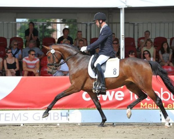 broodmare Cindy OLD (Oldenburg, 2009, from Sir Donnerhall I)