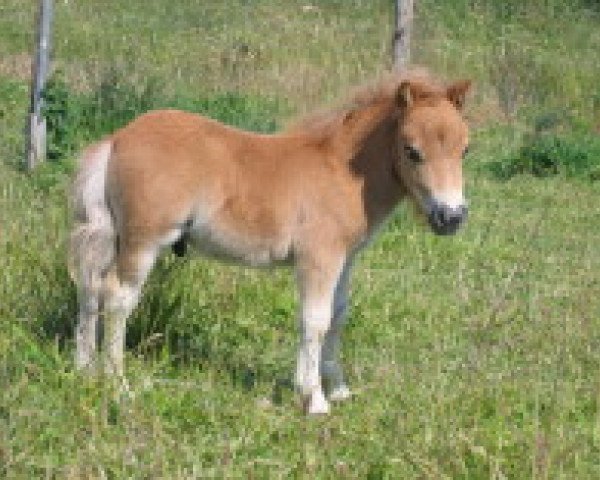 Pferd Sid von Repgow (Shetland Pony (unter 87 cm), 2009, von Sir Paul)