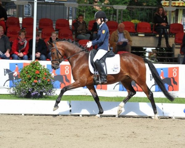 broodmare Gambys Greta WE (German Riding Pony, 2008, from FS Don't Worry)