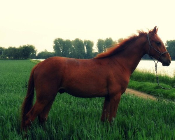 dressage horse Glenn Hill W (KWPN (Royal Dutch Sporthorse), 2011, from Carlton Hill VDL 1248)
