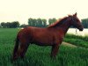 dressage horse Glenn Hill W (KWPN (Royal Dutch Sporthorse), 2011, from Carlton Hill VDL 1248)