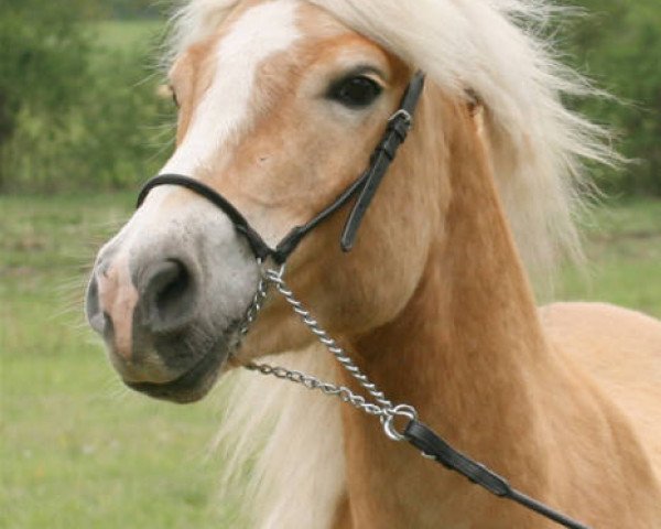 Pferd Winnie of Woody-Hills-Farm (Haflinger, 2006, von Wallenstein)