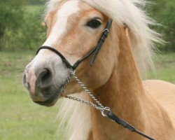 horse Winnie of Woody-Hills-Farm (Haflinger, 2006, from Wallenstein)