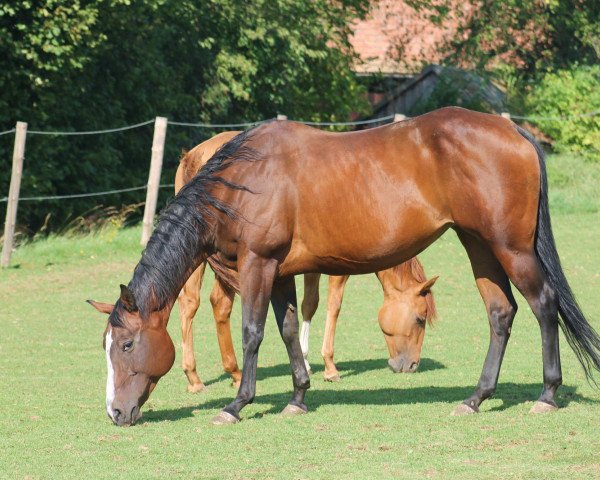 broodmare Shadow Rock Tee (Quarter Horse, 2002, from Modelena Tee)