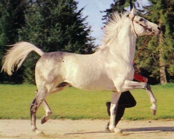 stallion Titus III AA (Anglo-Arabs, 1967, from Dunamis AA)
