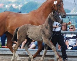 dressage horse Prisca (Trakehner, 2013, from Dürrenmatt (ex Domino))