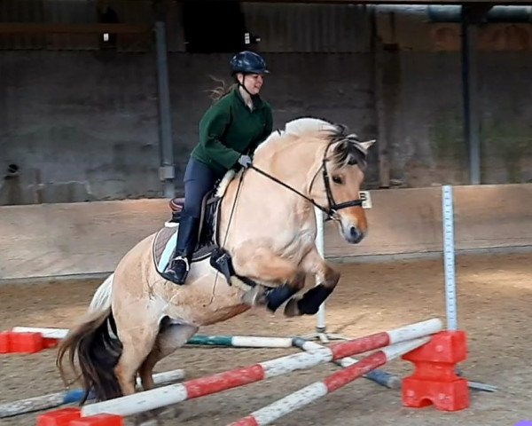 horse Amaretta (Fjord Horse, 2006, from Irving)