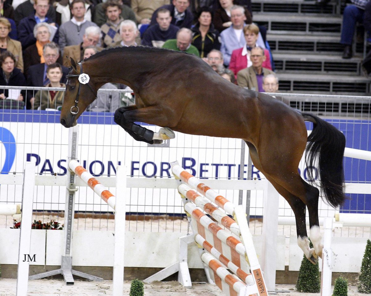 stallion Chello III VDL (Holsteiner, 2005, from Contender)