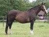 broodmare Ilanta (KWPN (Royal Dutch Sporthorse), 1990, from Rossini)