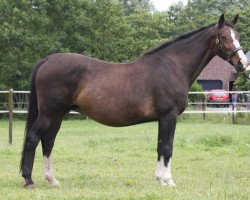 broodmare Ilanta (KWPN (Royal Dutch Sporthorse), 1990, from Rossini)