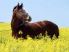 dressage horse Staccato (Trakehner, 2005, from Goldschmidt)