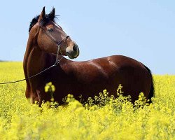 dressage horse Staccato (Trakehner, 2005, from Goldschmidt)