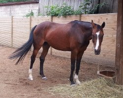 dressage horse Solana 2 (Hanoverian, 1996, from Sherlock Holmes)