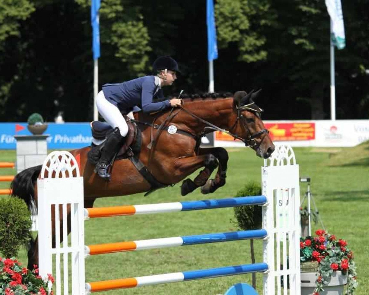 stallion Cellini 8 (Württemberger, 1999, from Cento)