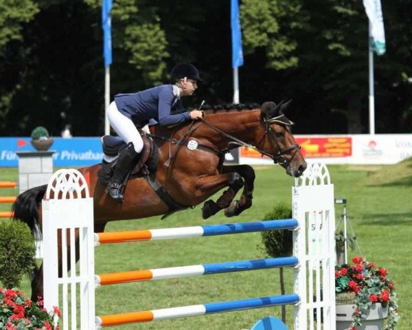 stallion Cellini 8 (Württemberger, 1999, from Cento)