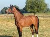 dressage horse Balando (Rhinelander, 2004, from Balou du Rouet)