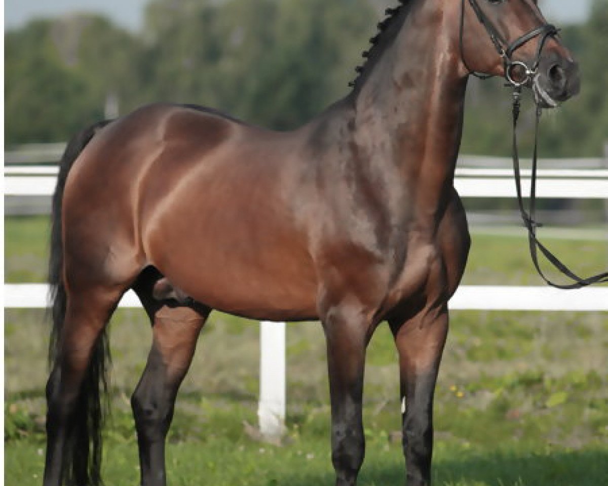 stallion Rubinels (Oldenburg, 1996, from Rubinstein I)
