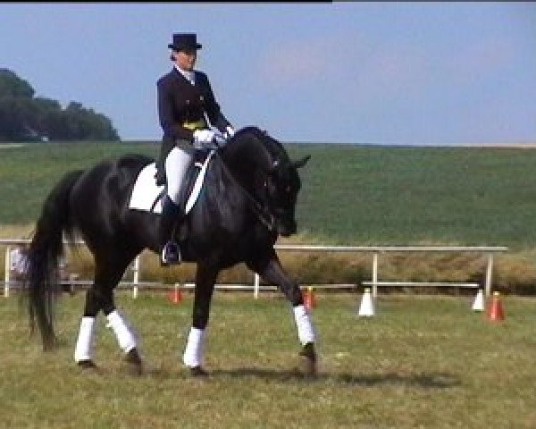 horse Dantes (Hanoverian, 1996, from Davignon I)