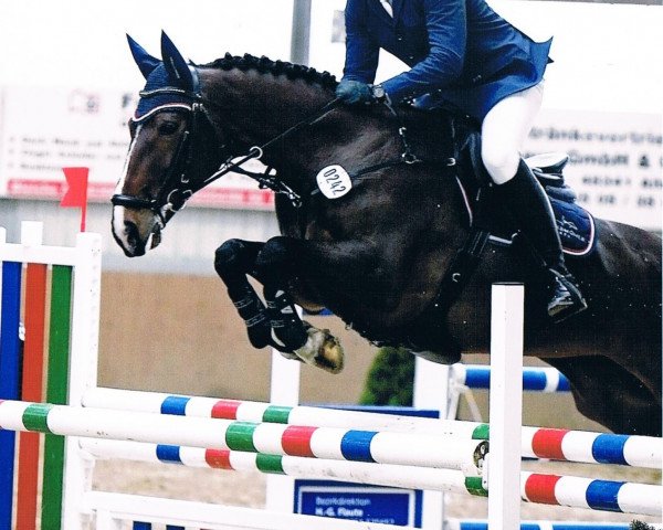 jumper Wyoming (KWPN (Royal Dutch Sporthorse), 2003, from Lincoln)