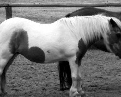 broodmare Edwina (Shetland Pony, 1973, from Fengri)