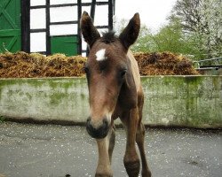 horse Robina (Westfale, 2012, from Rheingau)