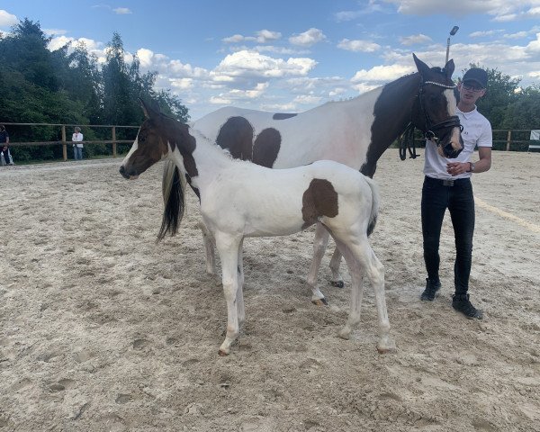 jumper Galaxy RZ (Trakehner, 2021, from Zauberreigen)