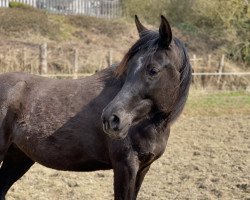 broodmare GA Sahira (Arabian thoroughbred, 2016, from SHAIMONIET ox)