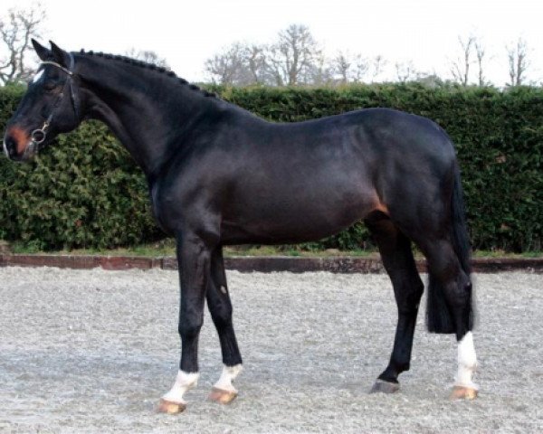 stallion Cyrell (Mecklenburg, 1995, from Calypso II)