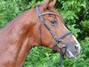 dressage horse Fürst Gribaldi M (Zweibrücken, 2010, from Fürst Romancier)