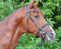 dressage horse Fürst Gribaldi M (Zweibrücken, 2010, from Fürst Romancier)