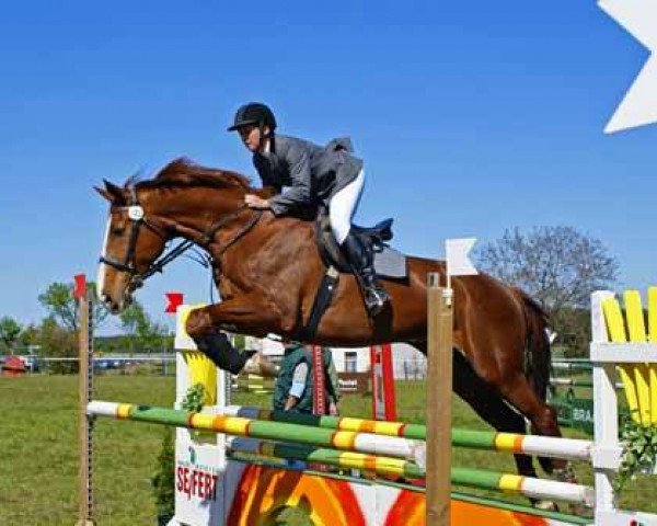 horse Goliath 126 (Saxony-Anhaltiner, 1990, from Guido)