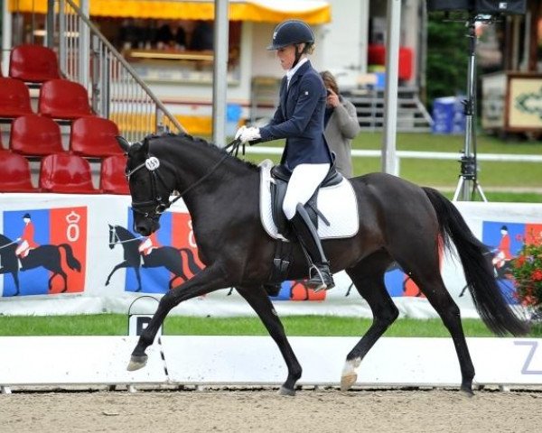 horse Bieni Bo HE WE (German Riding Pony, 2009, from Hilkens Black Delight)