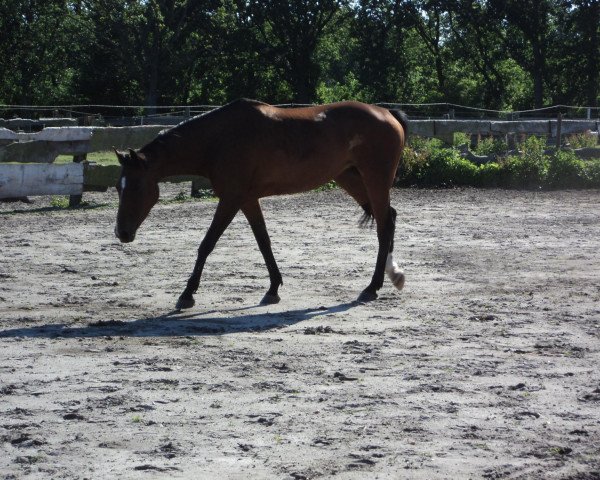 jumper Chanel L (German Warmblood, 2000, from Consens)