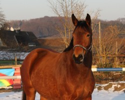 jumper Abalina (Trakehner, 2007, from Grafenstolz)