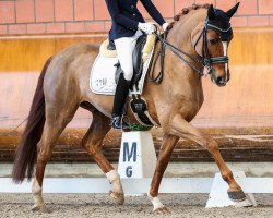 dressage horse Quaters Diamond (German Sport Horse, 2011, from Quaterback)