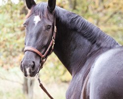 dressage horse Tosca 304 (Sachs-door. Heavy Warmbl., 2005, from Geronimo)