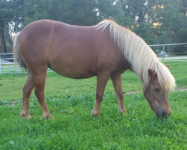 Zuchtstute Arabella (Shetland Pony, 1996, von Igor)