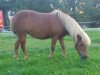 Zuchtstute Arabella (Shetland Pony, 1996, von Igor)