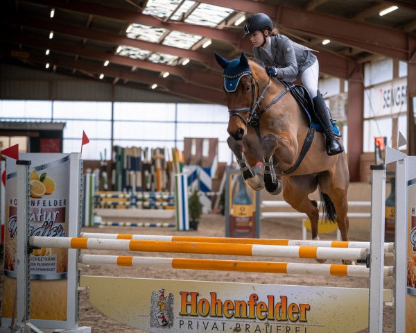 jumper Chacco Fly G (German Sport Horse, 2013, from Castino 4)