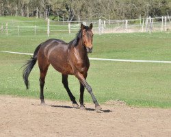 dressage horse Shalimera (Trakehner, 2001, from Abisko)