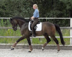 dressage horse Saint Maurice (Hanoverian, 1999, from Saint Cloud)