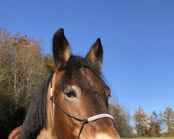 Pferd Nerle von Bienitz (Rheinisch-Deutsches Kaltblut, 2010, von Nestor)