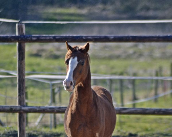 dressage horse Dellington RED JF (German Riding Pony, 2020, from Dellington JF)